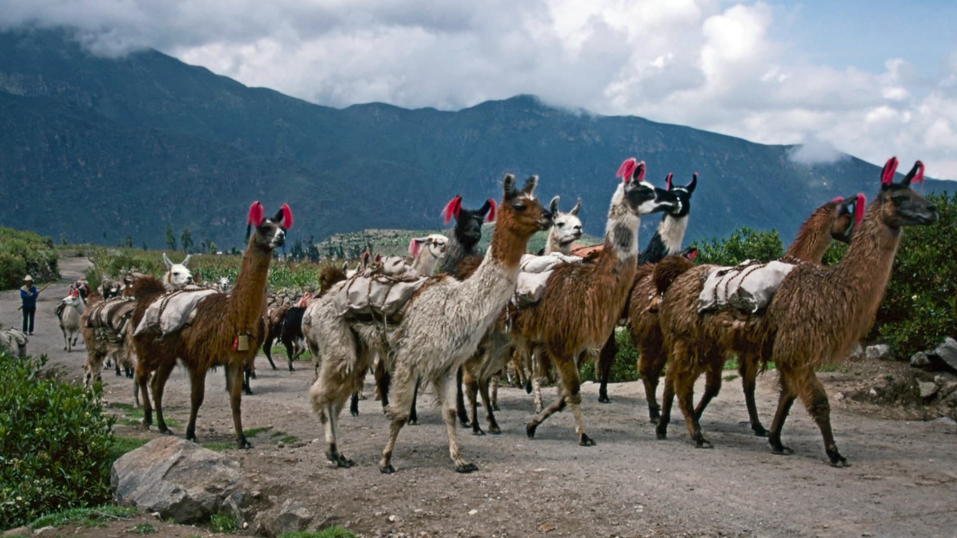 Cabanaconde Rehberi