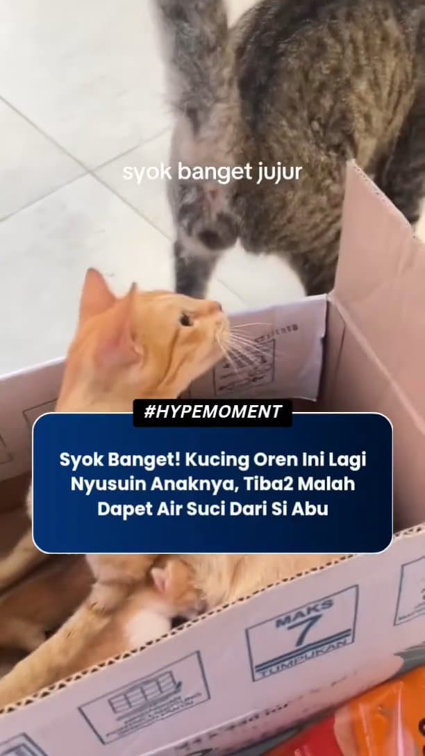 Begegnungen mit Niedlichen Katzen auf Ihren Reisen
