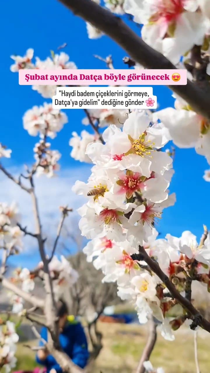 Mandelblüten in Datça: Der Frühling kommt