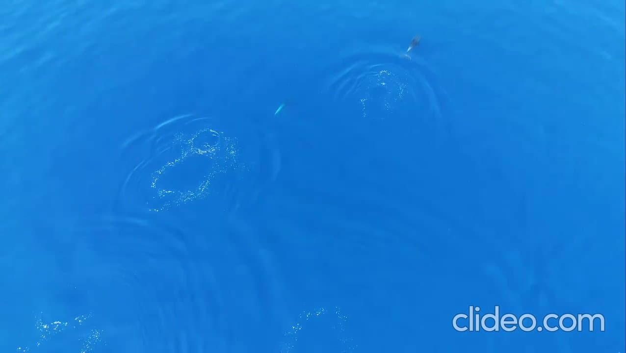 Playful Dolphins in Borsh