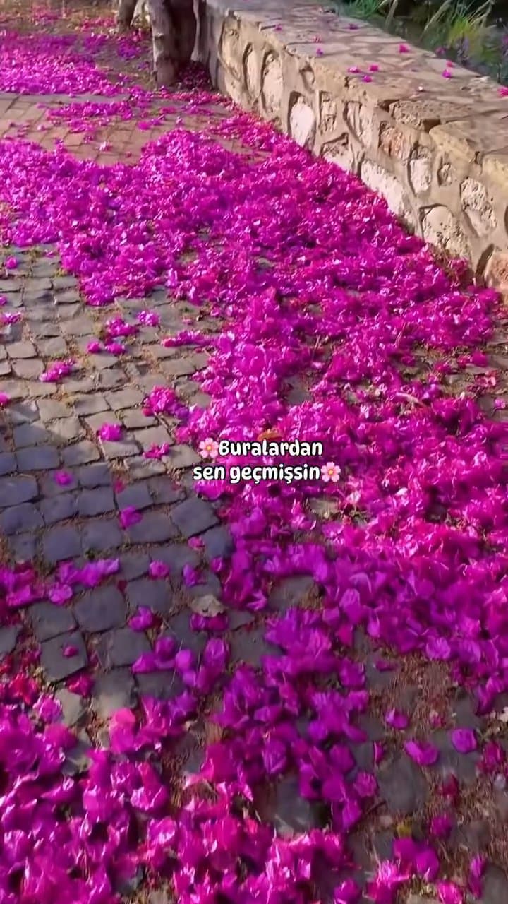 Tekirova'nın Göz Alıcı Çiçekleri