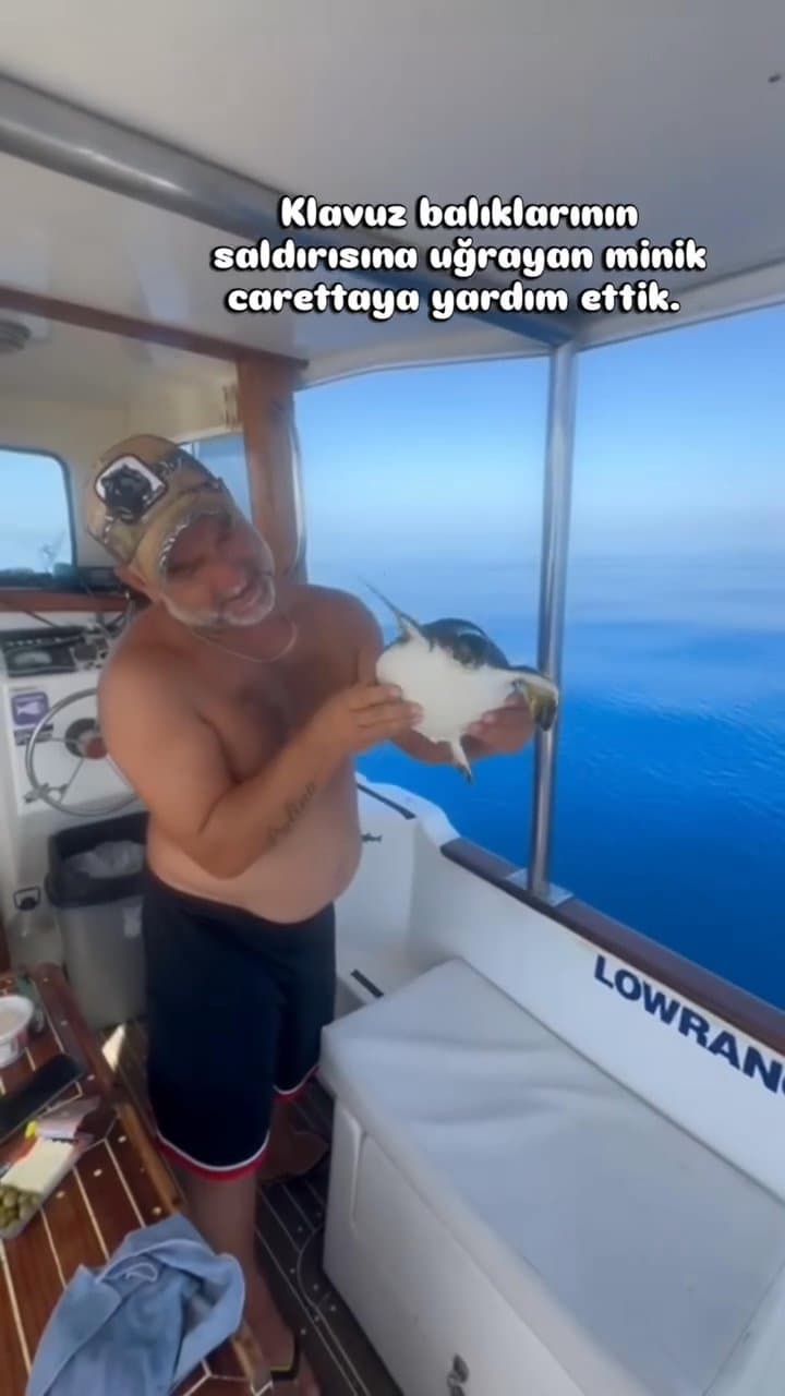 Discover Gökova's Unique Sea Turtles