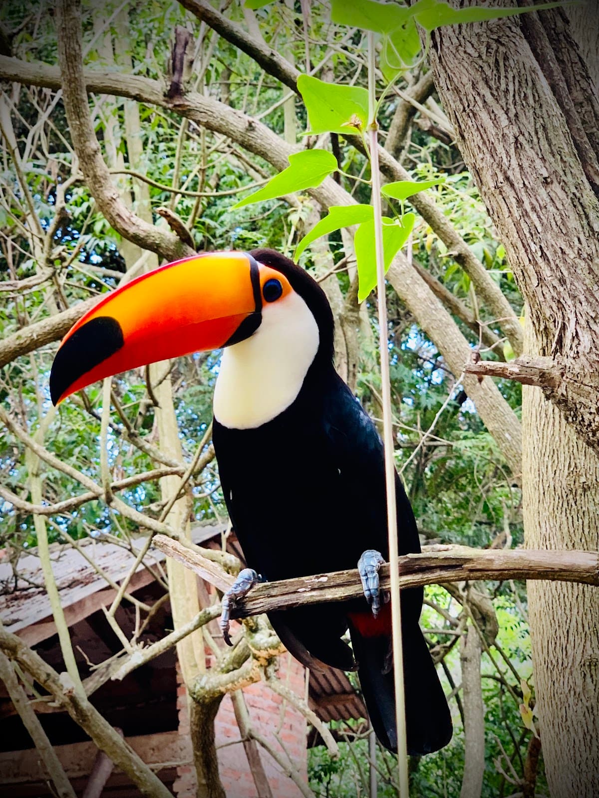 Zoologico shelter